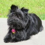 A black Affenpinscher sitting