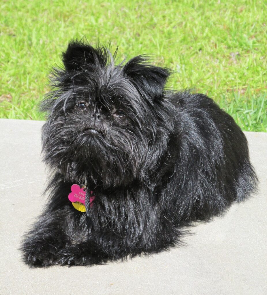 A black Affenpinscher sitting