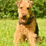 An Airedale Terrier in the grass