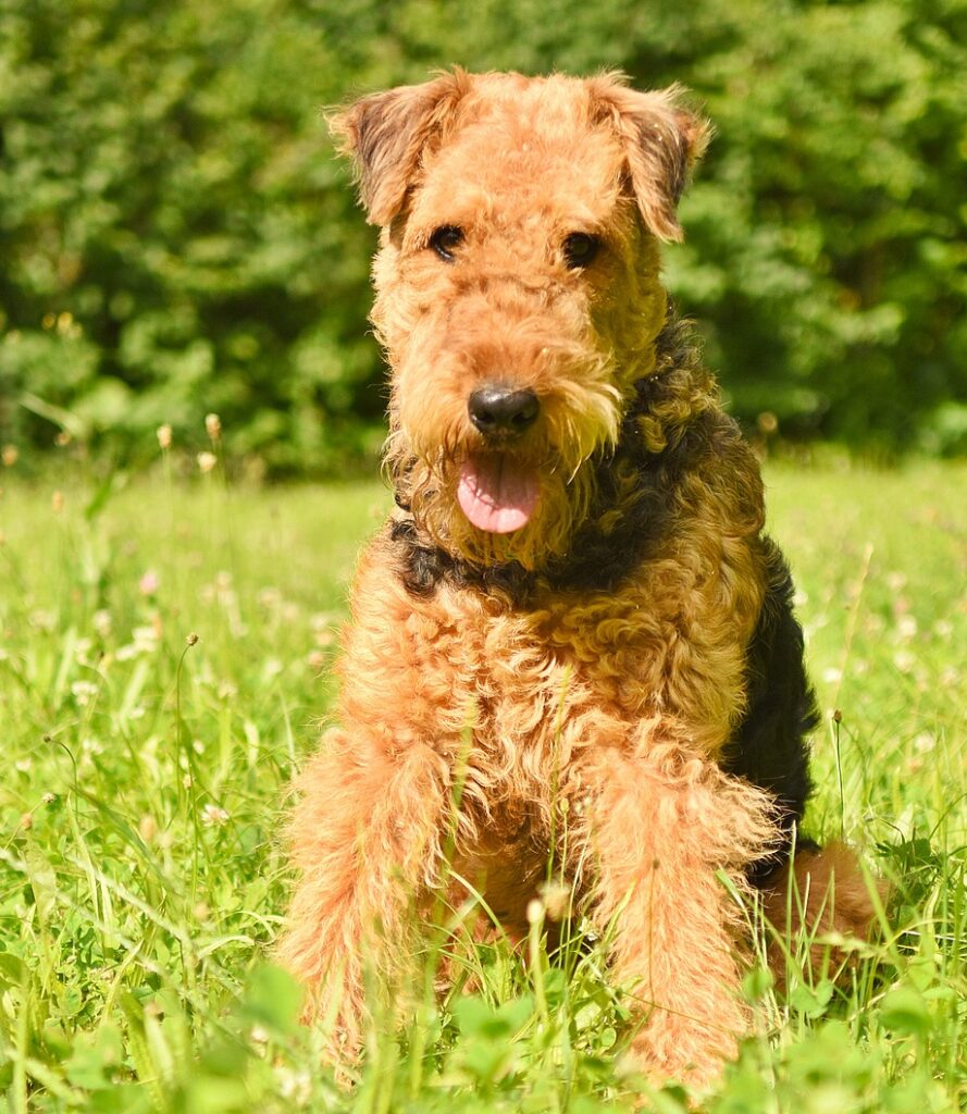 An Airedale Terrier in the grass