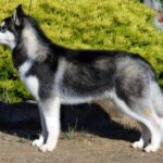 A Siberian husky standing to attention looking to the side