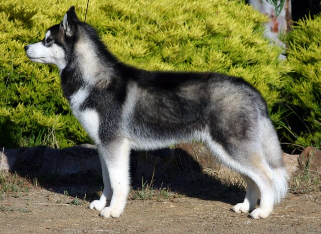 A Siberian husky standing to attention looking to the side