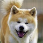 An akita dog