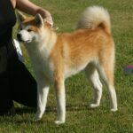 An Akita standing next to someone