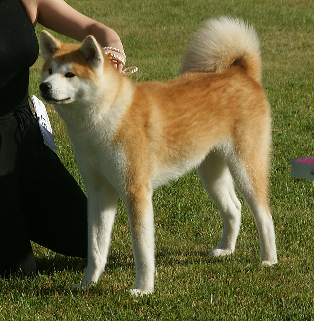 An Akita standing next to someone