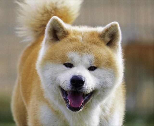 An akita dog