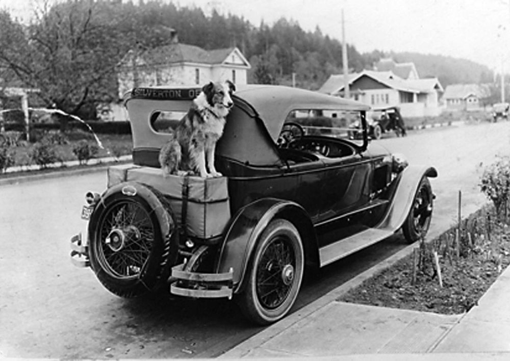 Bobbie sits on the back of a car waiting for a road trip.