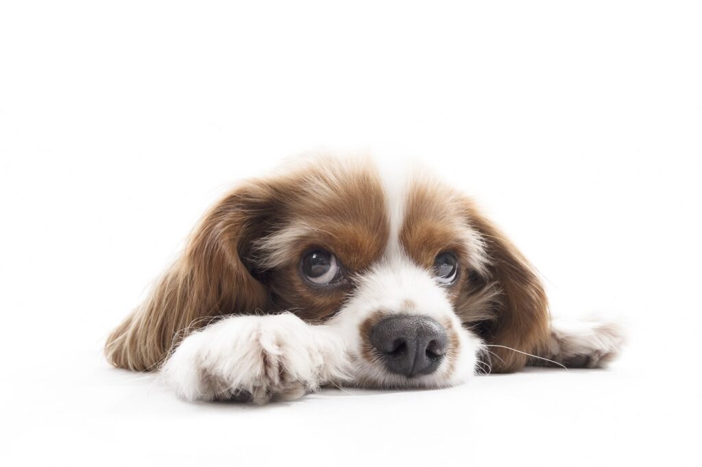 cavalier king Charles spaniel