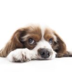 cavalier king Charles spaniel