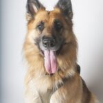 A german shepherd with a long tongue