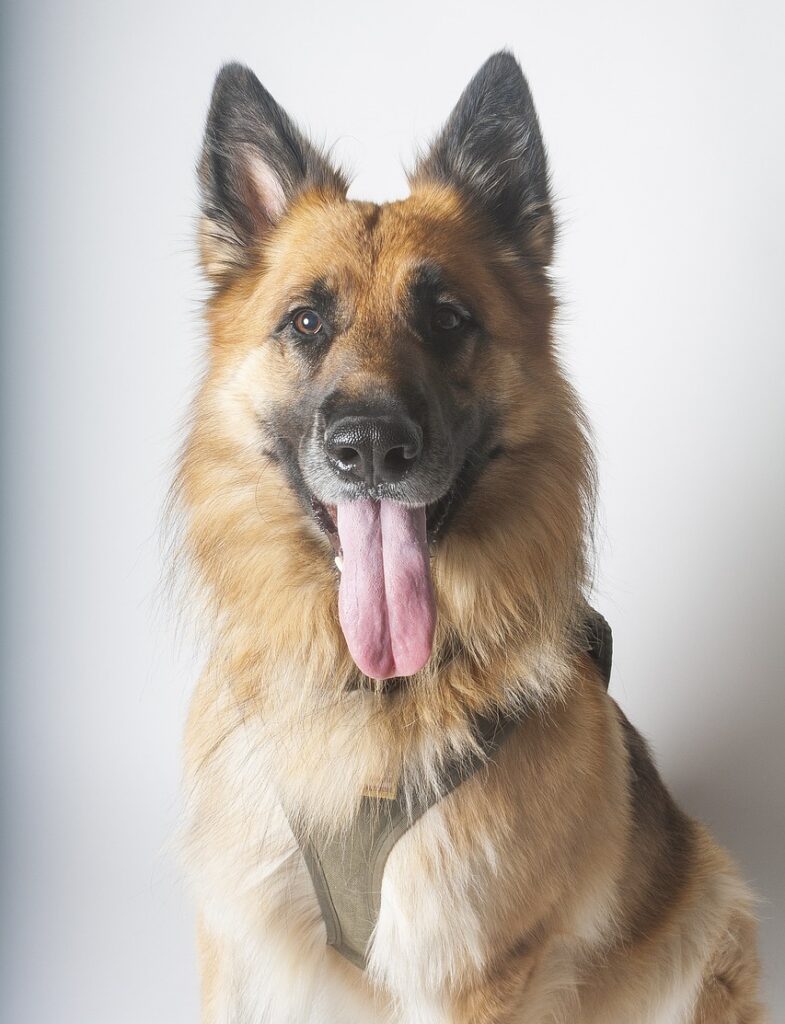 A german shepherd with a long tongue