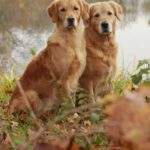 Two golden retrievers