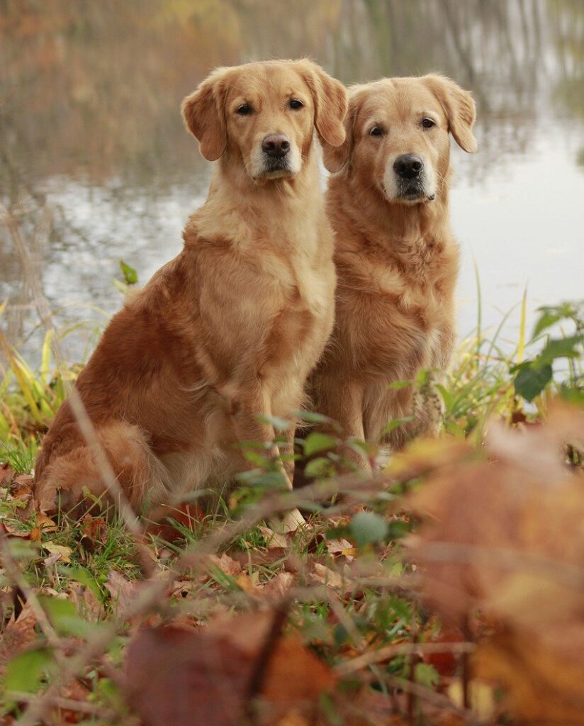 Two golden retrievers