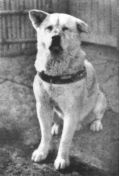 A black and white image of Hachiko