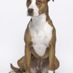 A pit bull sitting for a portrait