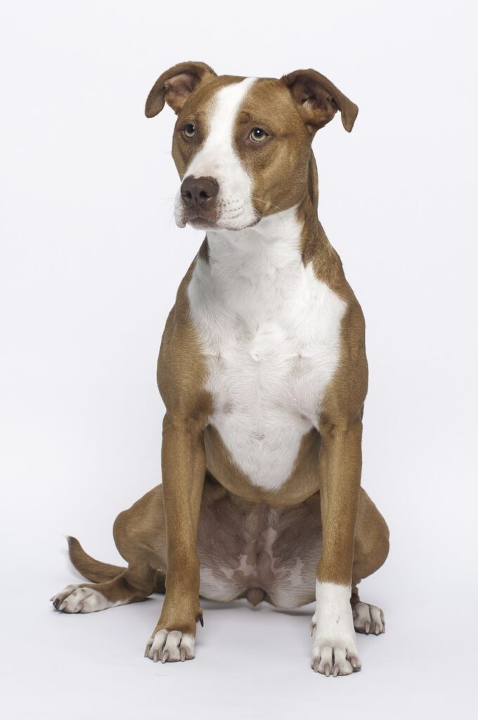 A pit bull sitting for a portrait