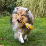 A Scotch collie walking with a toy in its mouth