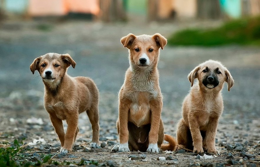 3 dog friends