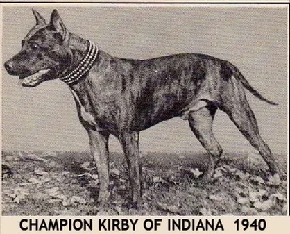 AKC Champion Kirby of Indiana