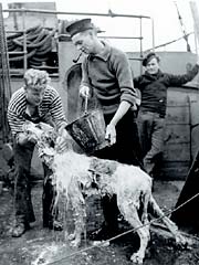 Bamse being given a bath aboard the minesweeper Thorodd