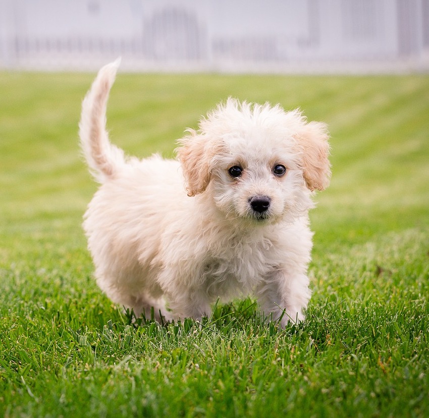 A Bichon Frise puppy in the grass