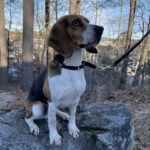 Buddey sitting on a rock