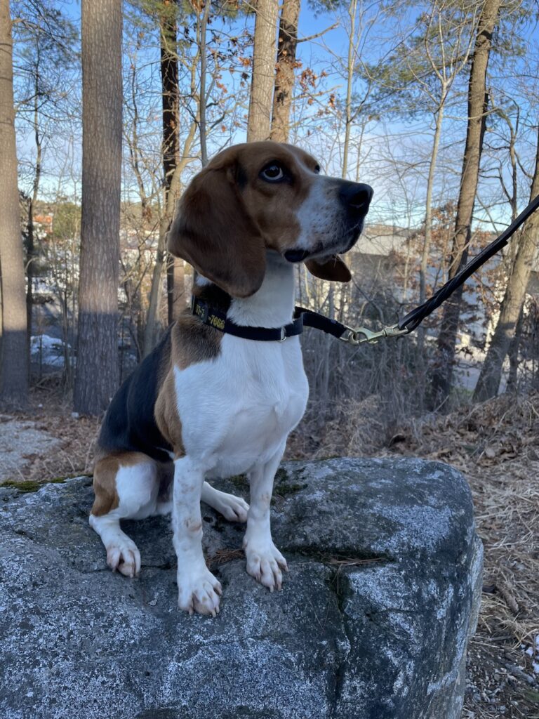 Buddey sitting on a rock