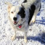 Chaser the Border Collie standing in snow.