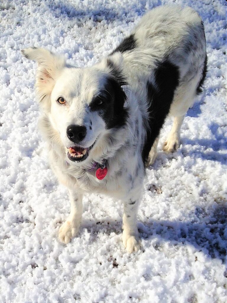 Chaser the Border Collie standing in snow.