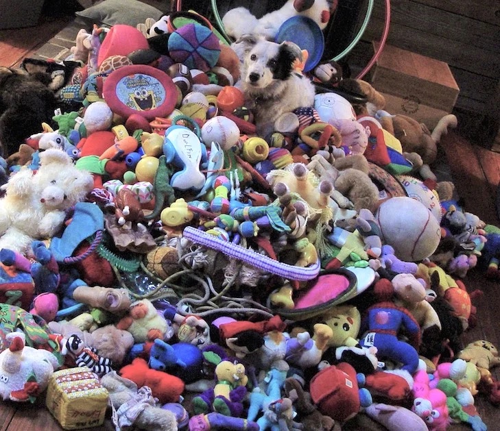 Chaser with her huge pile of toys.