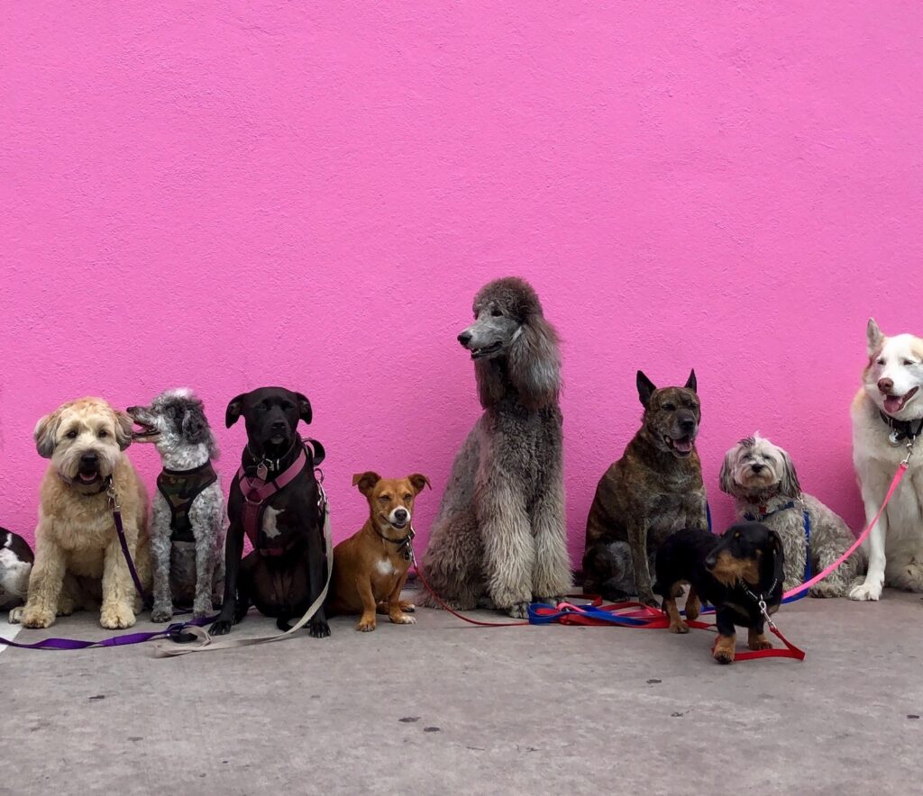 A bunch of dogs lined up against a wall