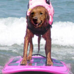 Ricochet, the dog, surfing