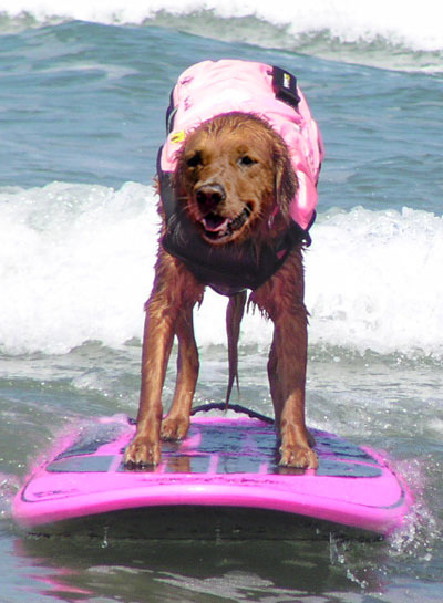 Ricochet, the dog, surfing