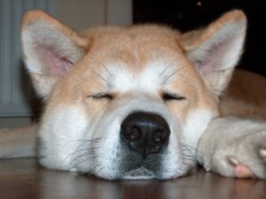 An Akita sleeping