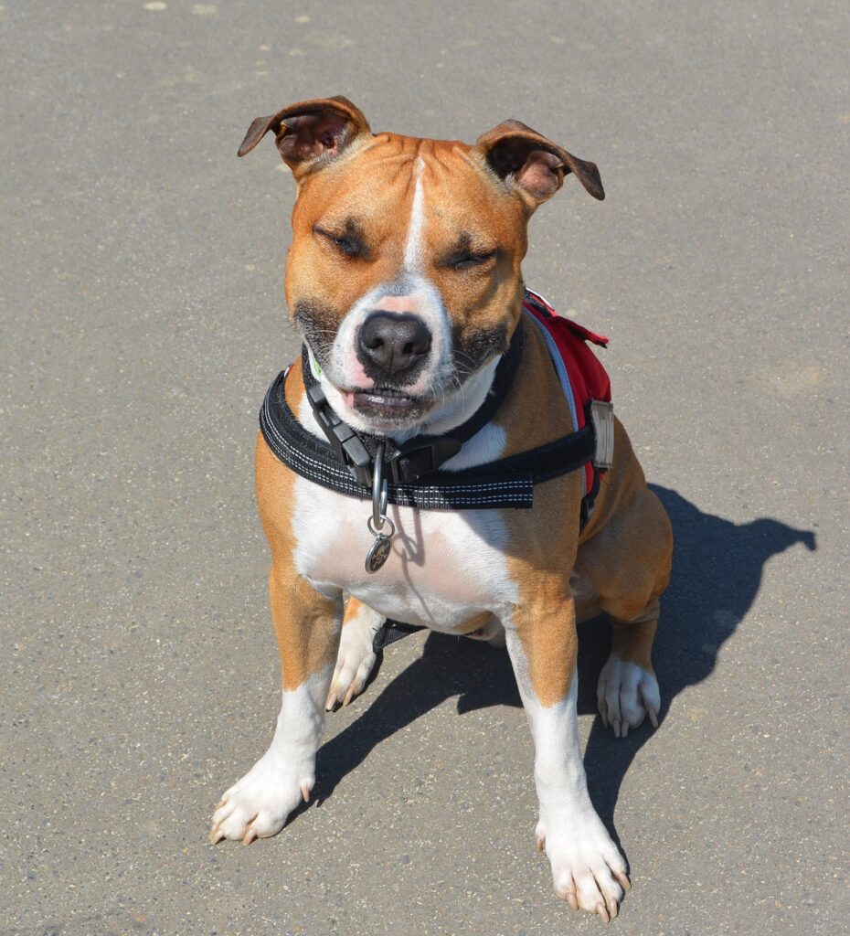 An American Staffordshire Terrier