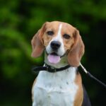 A beagle on a leash