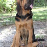 A Bloodhound sitting up