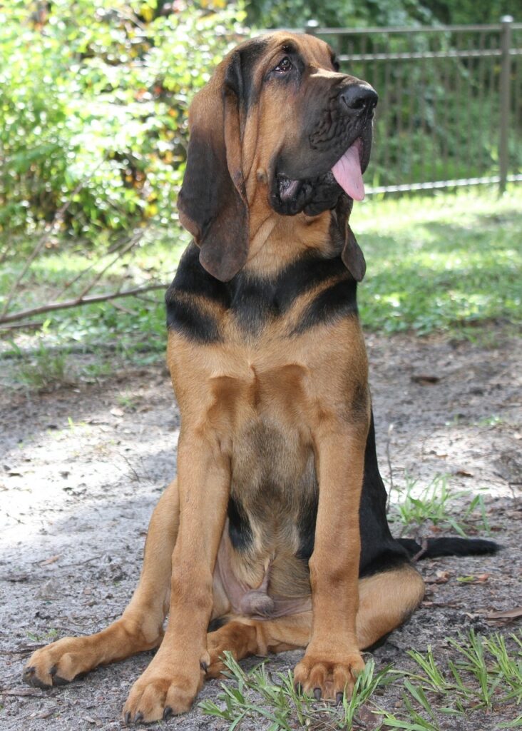 A Bloodhound sitting up