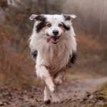 A Border Colllie running.