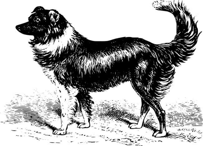 A black and white sketch of a border collie