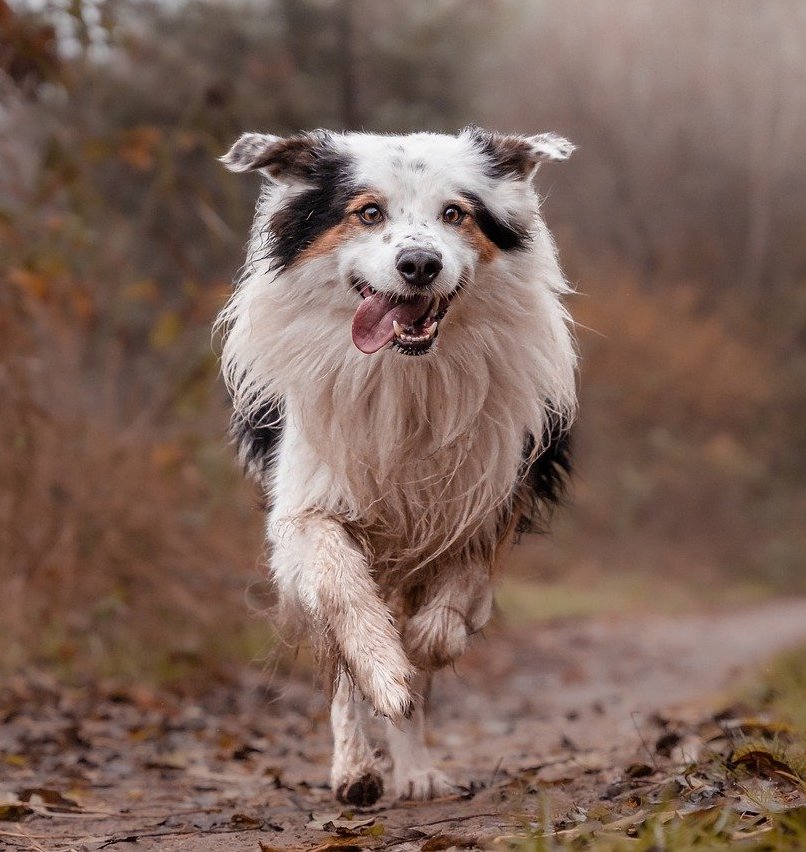 A Border Colllie running.