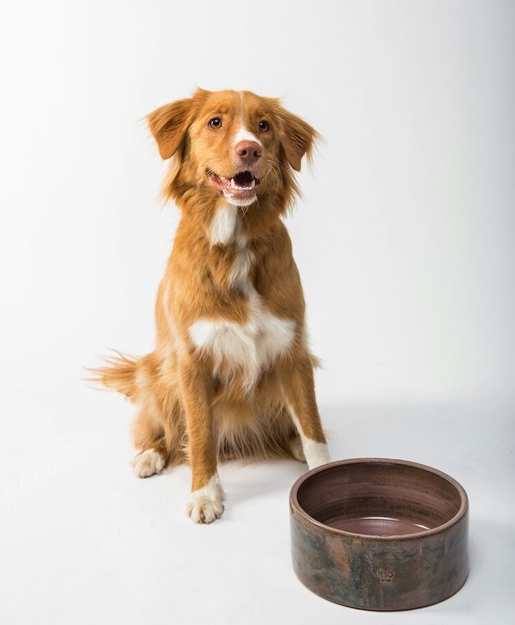 A dog with his empty food bowl