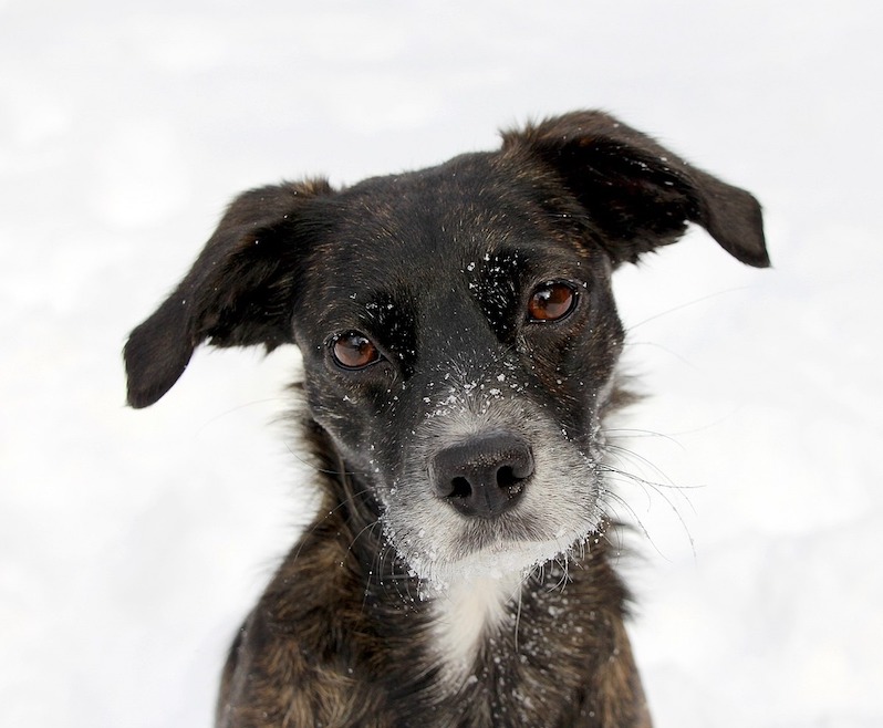 A sad looking dog in the snow