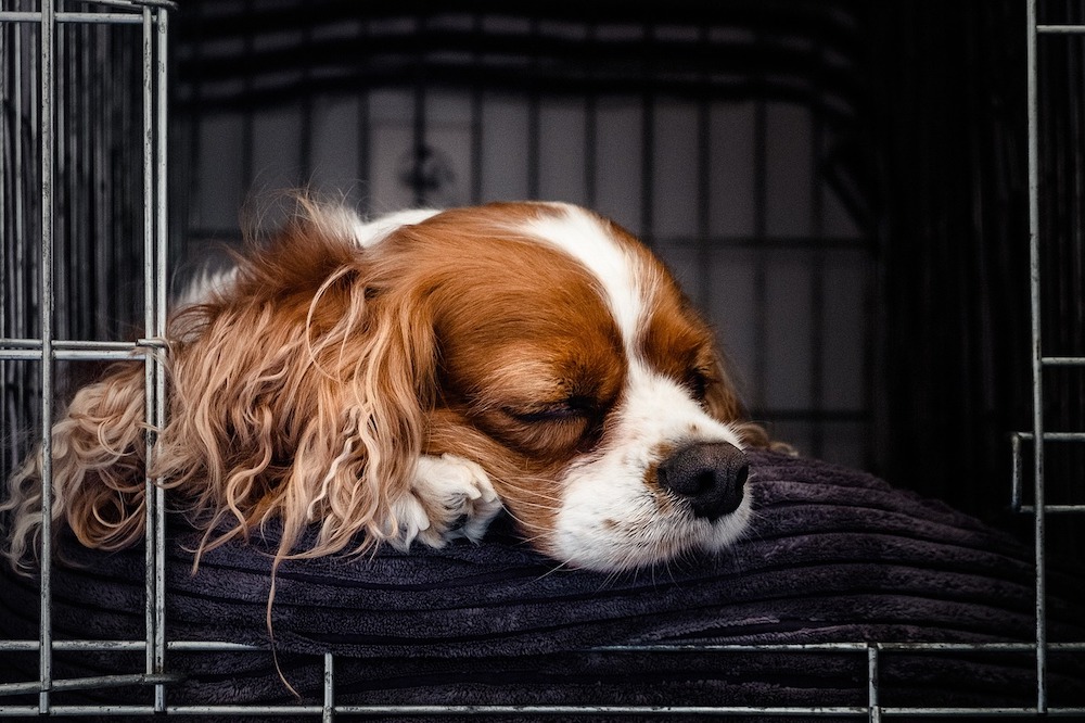 Crate training for dog anxiety