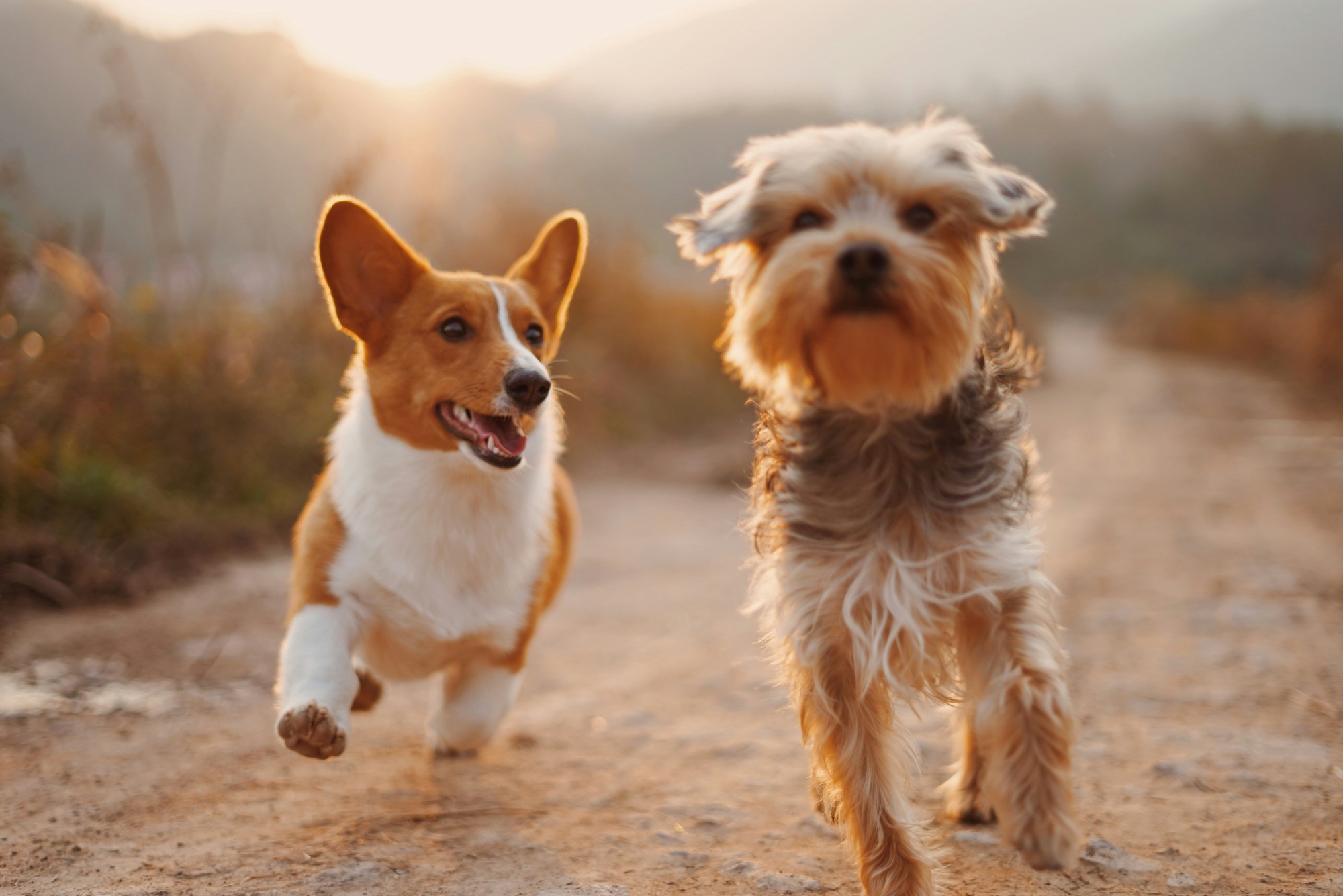 Two dog friends