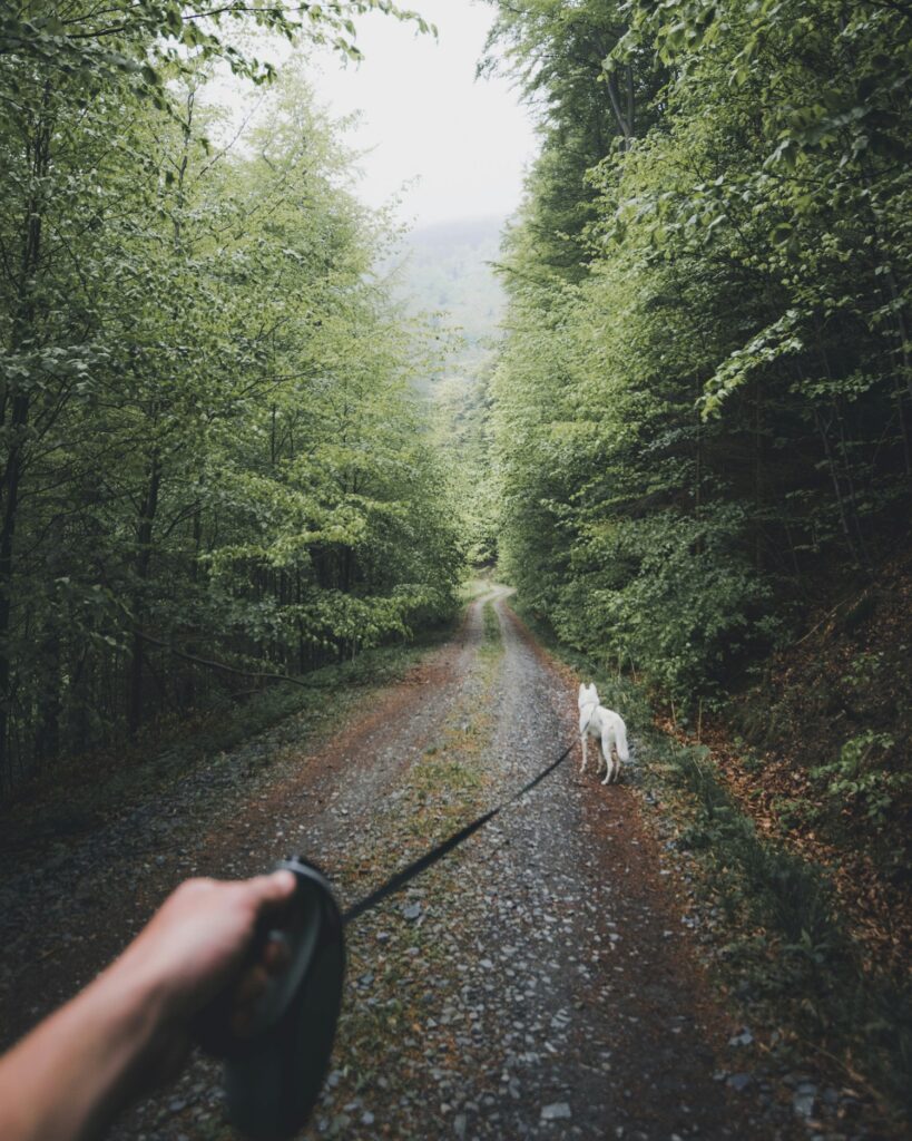 A dog on a snifarri with a long leash