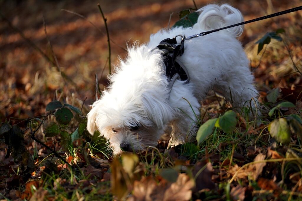 A dog sniffing while on a walk.