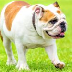 english bulldog walking