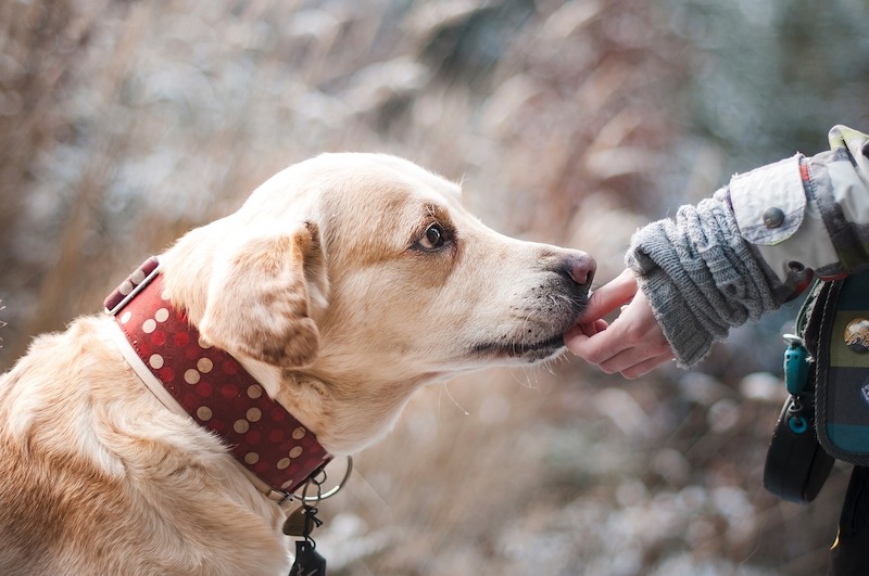 A labrador with it's nose on a person's hand