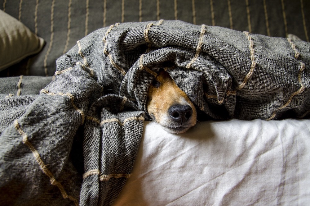 Dog hiding under a blanket